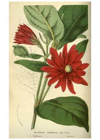 Reproducción/Reproduction 49584197241: Flore des serres et des jardins de l'Europe. A Gand :chez Louis van Houtte, eÌditeur,1845-1880.. 
