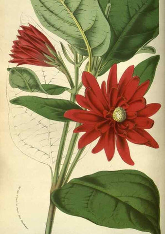 Reproducción/Reproduction 49584197241: Flore des serres et des jardins de l'Europe. A Gand :chez Louis van Houtte, eÌditeur,1845-1880.. 