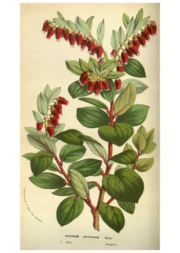 Reproducción/Reproduction 49584432052: Flore des serres et des jardins de l'Europe. A Gand :chez Louis van Houtte, eÌditeur,1845-1880.. 