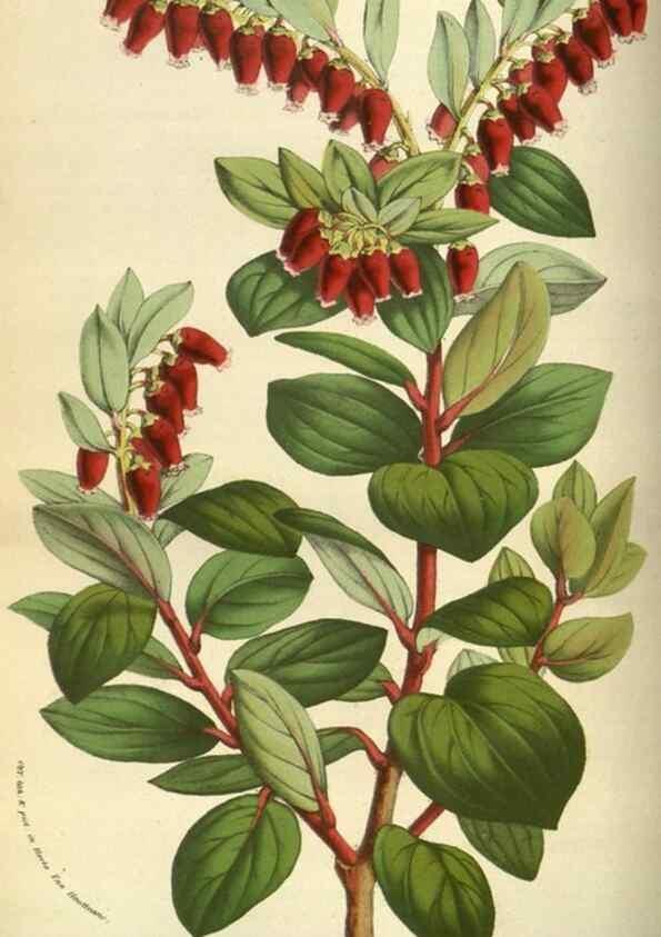 Reproducción/Reproduction 49584432052: Flore des serres et des jardins de l'Europe. A Gand :chez Louis van Houtte, eÌditeur,1845-1880.. 