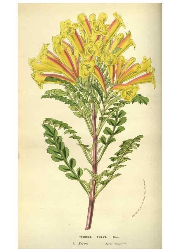 Reproducción/Reproduction 49584432337: Flore des serres et des jardins de l'Europe. A Gand :chez Louis van Houtte, eÌditeur,1845-1880.. 