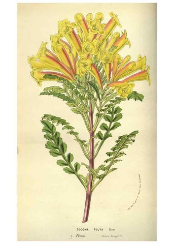 Reproducción/Reproduction 49584432337: Flore des serres et des jardins de l'Europe. A Gand :chez Louis van Houtte, eÌditeur,1845-1880.. 