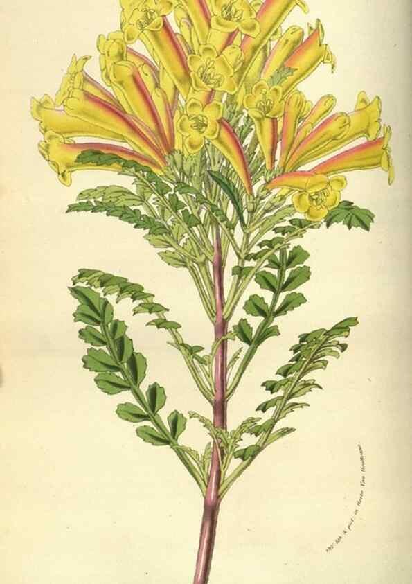 Reproducción/Reproduction 49584432337: Flore des serres et des jardins de l'Europe. A Gand :chez Louis van Houtte, eÌditeur,1845-1880.. 
