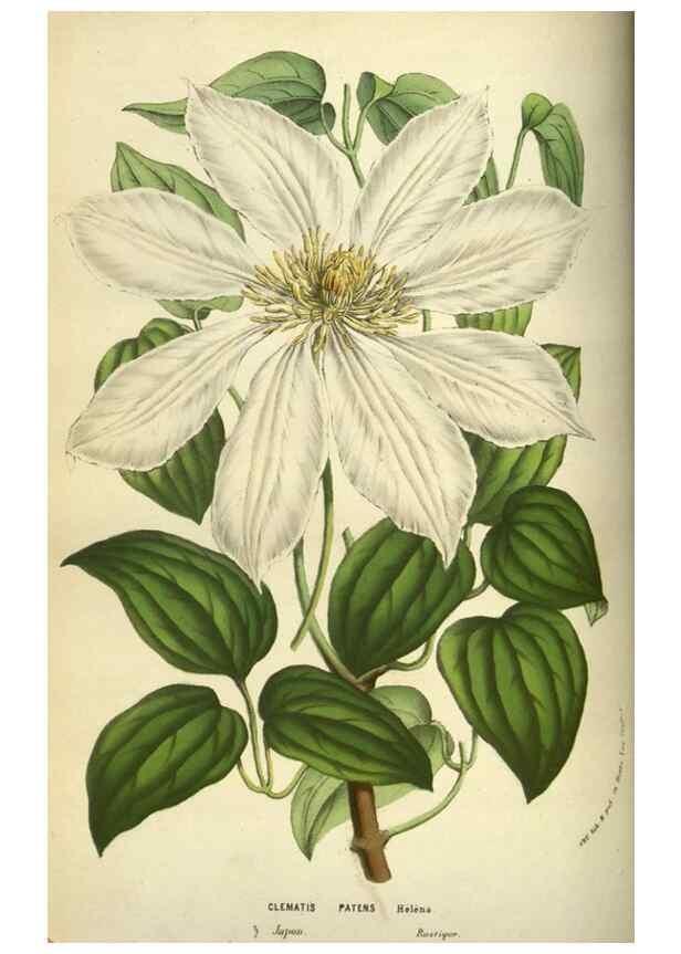 Reproducción/Reproduction 49583701008: Flore des serres et des jardins de l'Europe. A Gand :chez Louis van Houtte, eÌditeur,1845-1880.. 