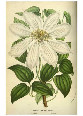 Reproducción/Reproduction 49583701008: Flore des serres et des jardins de l'Europe. A Gand :chez Louis van Houtte, eÌditeur,1845-1880.. 