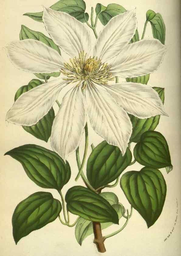 Reproducción/Reproduction 49583701008: Flore des serres et des jardins de l'Europe. A Gand :chez Louis van Houtte, eÌditeur,1845-1880.. 