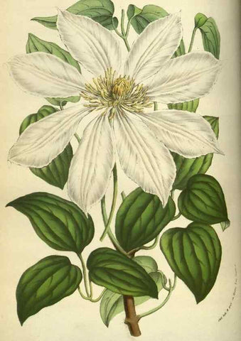 Reproducción/Reproduction 49583701008: Flore des serres et des jardins de l'Europe. A Gand :chez Louis van Houtte, eÌditeur,1845-1880.. 