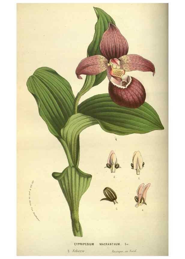 Reproducción/Reproduction 49583701263: Flore des serres et des jardins de l'Europe. A Gand :chez Louis van Houtte, eÌditeur,1845-1880.. 