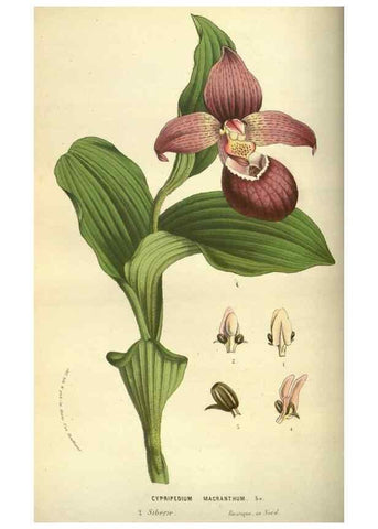 Reproducción/Reproduction 49583701263: Flore des serres et des jardins de l'Europe. A Gand :chez Louis van Houtte, eÌditeur,1845-1880.. 
