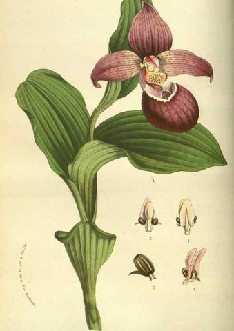 Reproducción/Reproduction 49583701263: Flore des serres et des jardins de l'Europe. A Gand :chez Louis van Houtte, eÌditeur,1845-1880.. 