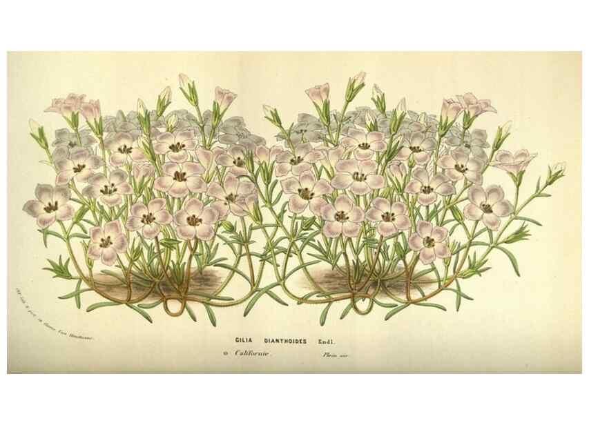 Reproducción/Reproduction 49584198876: Flore des serres et des jardins de l'Europe. A Gand :chez Louis van Houtte, eÌditeur,1845-1880.. 