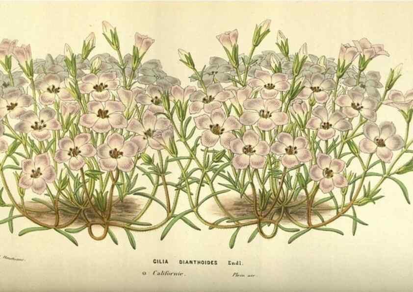Reproducción/Reproduction 49584198876: Flore des serres et des jardins de l'Europe. A Gand :chez Louis van Houtte, eÌditeur,1845-1880.. 