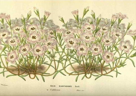 Reproducción/Reproduction 49584198876: Flore des serres et des jardins de l'Europe. A Gand :chez Louis van Houtte, eÌditeur,1845-1880.. 
