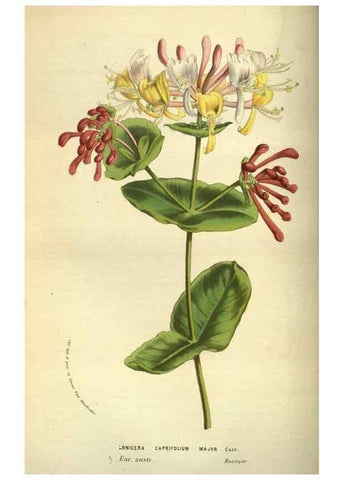 Reproducción/Reproduction 49584199236: Flore des serres et des jardins de l'Europe. A Gand :chez Louis van Houtte, eÌditeur,1845-1880.. 