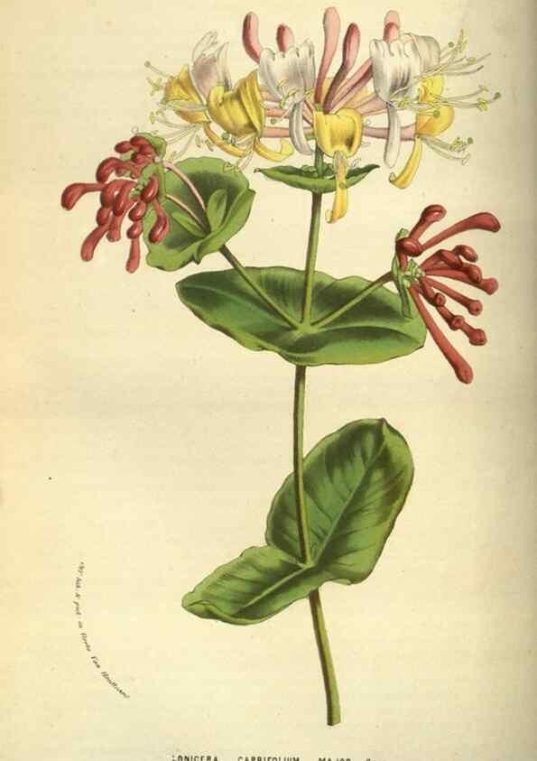 Reproducción/Reproduction 49584199236: Flore des serres et des jardins de l'Europe. A Gand :chez Louis van Houtte, eÌditeur,1845-1880.. 