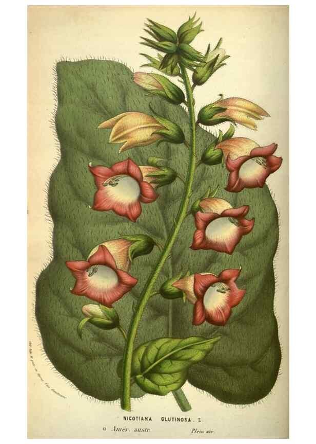 Reproducción/Reproduction 49584433937: Flore des serres et des jardins de l'Europe. A Gand :chez Louis van Houtte, eÌditeur,1845-1880.. 