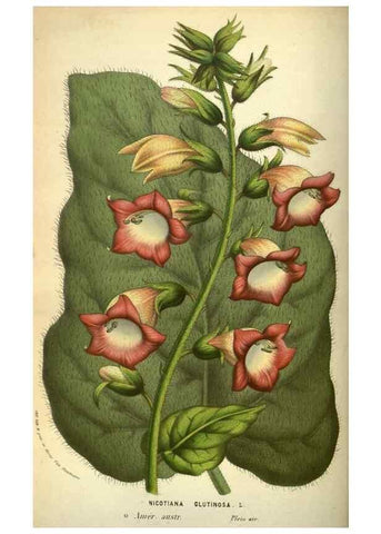 Reproducción/Reproduction 49584433937: Flore des serres et des jardins de l'Europe. A Gand :chez Louis van Houtte, eÌditeur,1845-1880.. 