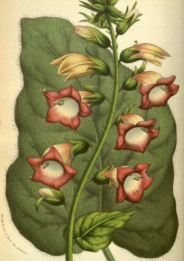 Reproducción/Reproduction 49584433937: Flore des serres et des jardins de l'Europe. A Gand :chez Louis van Houtte, eÌditeur,1845-1880.. 