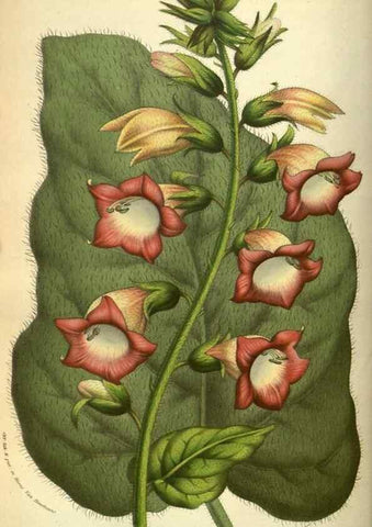 Reproducción/Reproduction 49584433937: Flore des serres et des jardins de l'Europe. A Gand :chez Louis van Houtte, eÌditeur,1845-1880.. 