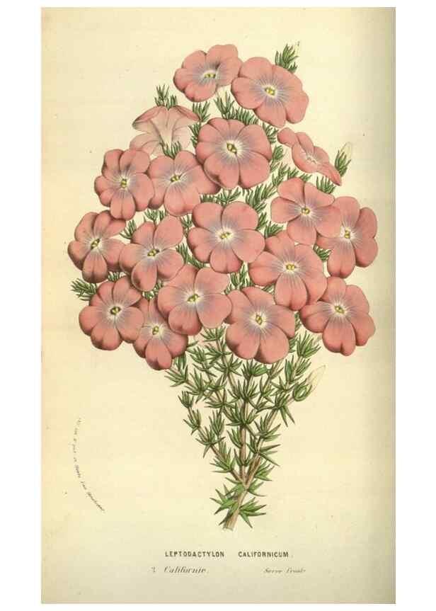 Reproducción/Reproduction 49584431722: Flore des serres et des jardins de l'Europe. A Gand :chez Louis van Houtte, eÌditeur,1845-1880.. 