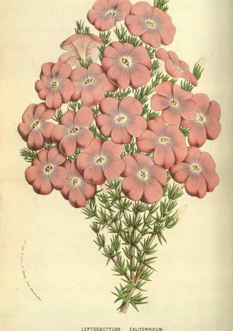 Reproducción/Reproduction 49584431722: Flore des serres et des jardins de l'Europe. A Gand :chez Louis van Houtte, eÌditeur,1845-1880.. 