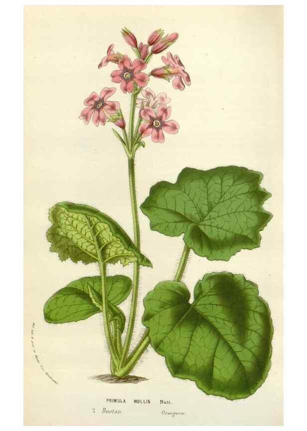 Reproducción/Reproduction 49584593266: Flore des serres et des jardins de l'Europe. A Gand :chez Louis van Houtte, eÌditeur,1845-1880.. 