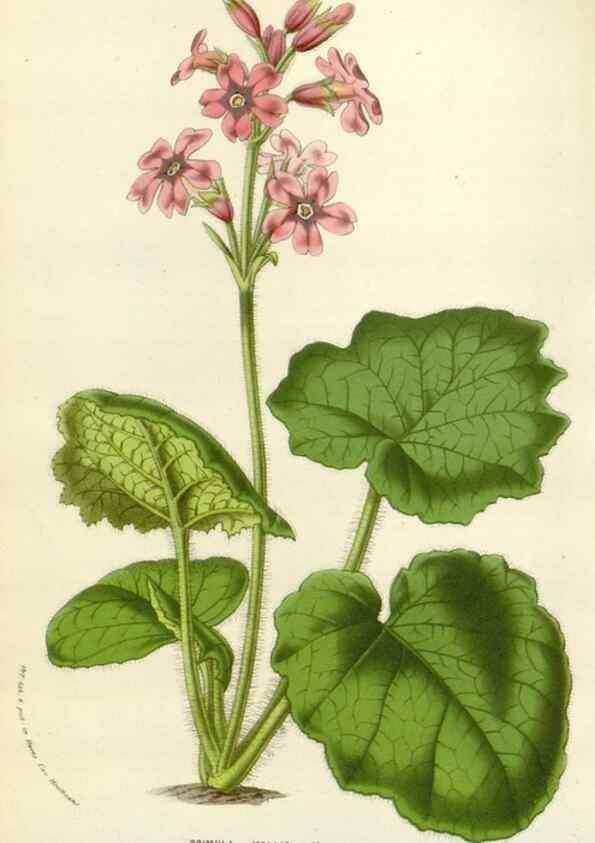 Reproducción/Reproduction 49584593266: Flore des serres et des jardins de l'Europe. A Gand :chez Louis van Houtte, eÌditeur,1845-1880.. 