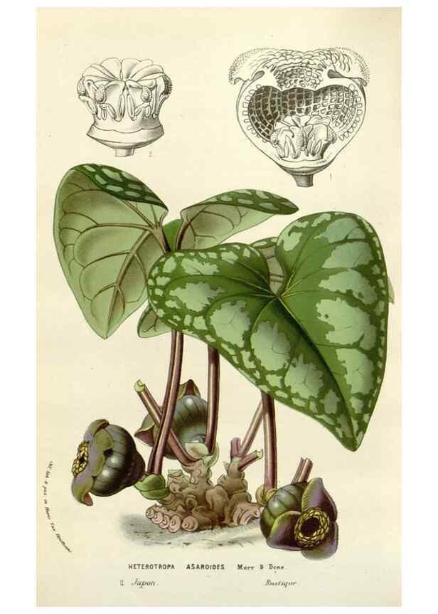 Reproducción/Reproduction 49584095153: Flore des serres et des jardins de l'Europe. A Gand :chez Louis van Houtte, eÌditeur,1845-1880.. 