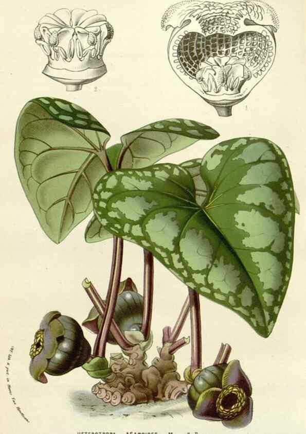 Reproducción/Reproduction 49584095153: Flore des serres et des jardins de l'Europe. A Gand :chez Louis van Houtte, eÌditeur,1845-1880.. 