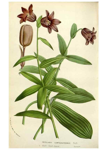 Reproducción/Reproduction 49584825332: Flore des serres et des jardins de l'Europe. A Gand :chez Louis van Houtte, eÌditeur,1845-1880.. 