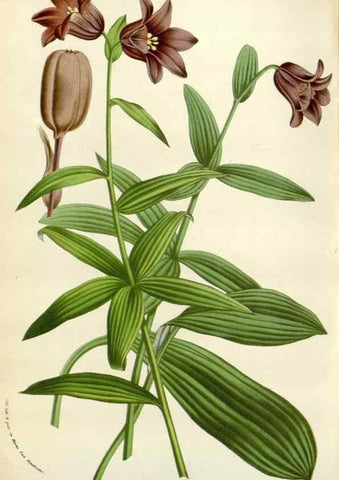 Reproducción/Reproduction 49584825332: Flore des serres et des jardins de l'Europe. A Gand :chez Louis van Houtte, eÌditeur,1845-1880.. 