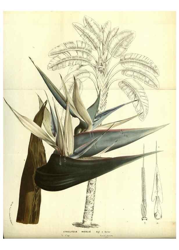 Reproducción/Reproduction 49587110678: Flore des serres et des jardins de l'Europe. A Gand :chez Louis van Houtte, eÌditeur,1845-1880.. 