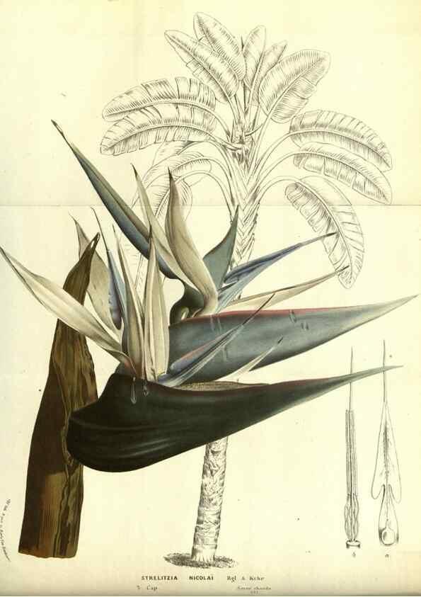 Reproducción/Reproduction 49587110678: Flore des serres et des jardins de l'Europe. A Gand :chez Louis van Houtte, eÌditeur,1845-1880.. 