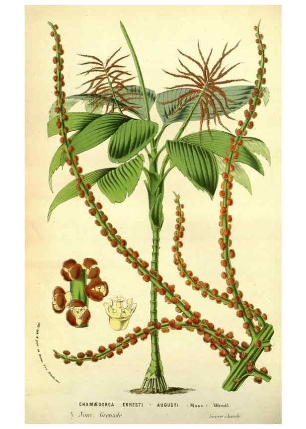 Reproducción/Reproduction 49587605321: Flore des serres et des jardins de l'Europe. A Gand :chez Louis van Houtte, eÌditeur,1845-1880.. 