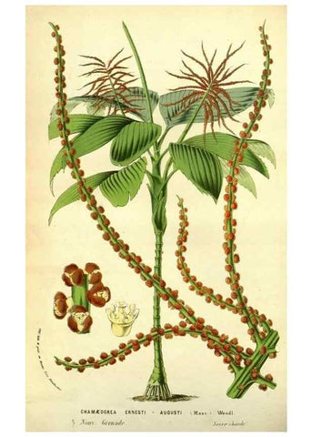 Reproducción/Reproduction 49587605321: Flore des serres et des jardins de l'Europe. A Gand :chez Louis van Houtte, eÌditeur,1845-1880.. 