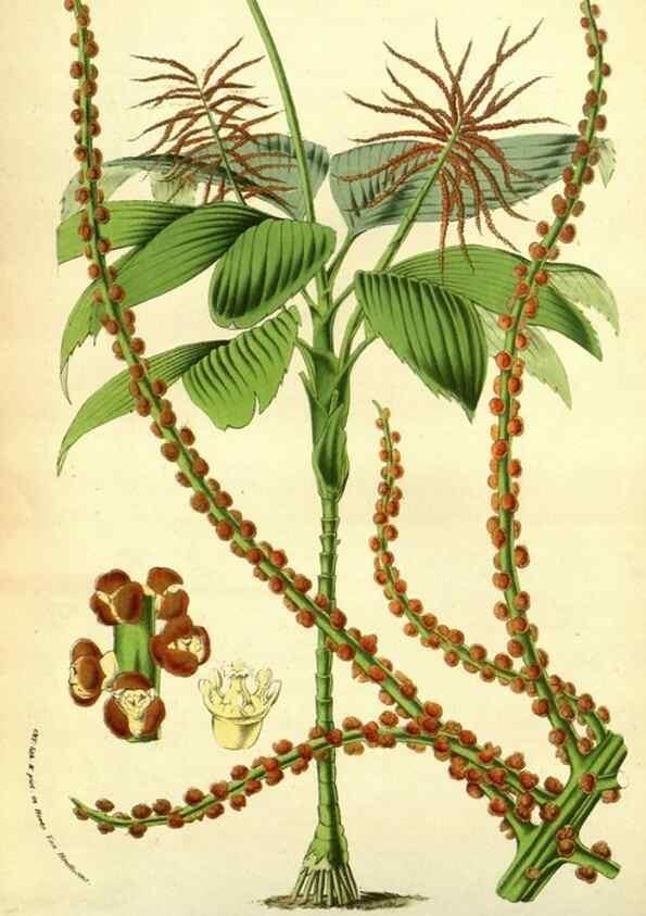 Reproducción/Reproduction 49587605321: Flore des serres et des jardins de l'Europe. A Gand :chez Louis van Houtte, eÌditeur,1845-1880.. 