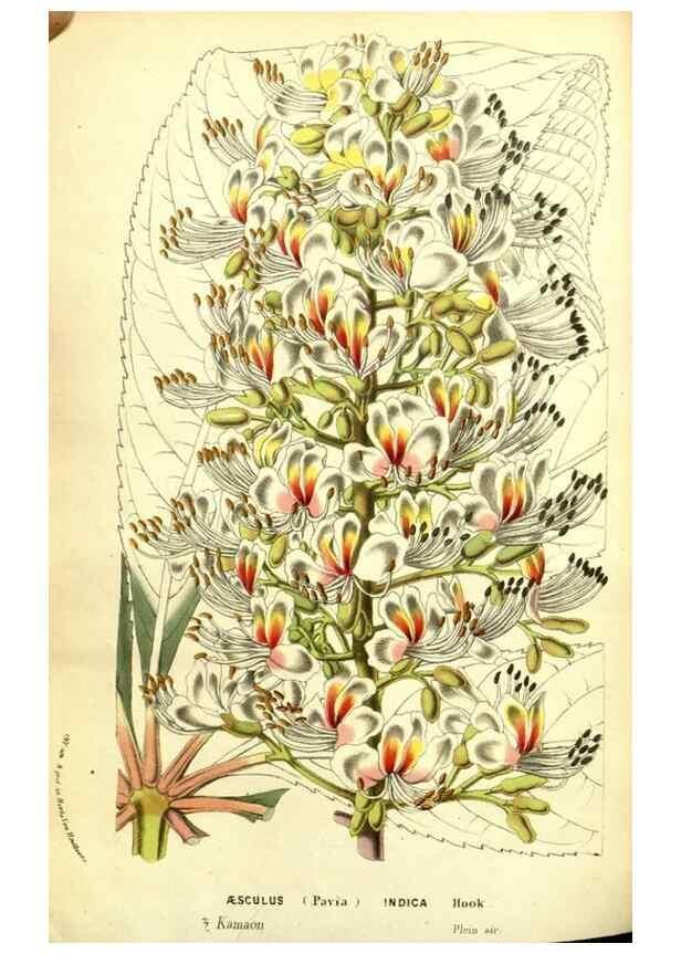 Reproducción/Reproduction 49587605496: Flore des serres et des jardins de l'Europe. A Gand :chez Louis van Houtte, eÌditeur,1845-1880.. 