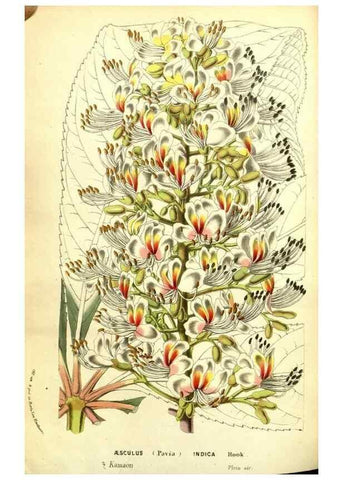 Reproducción/Reproduction 49587605496: Flore des serres et des jardins de l'Europe. A Gand :chez Louis van Houtte, eÌditeur,1845-1880.. 