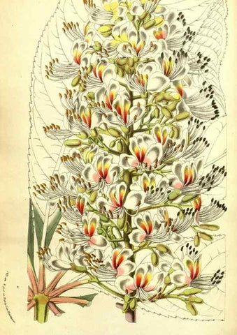 Reproducción/Reproduction 49587605496: Flore des serres et des jardins de l'Europe. A Gand :chez Louis van Houtte, eÌditeur,1845-1880.. 