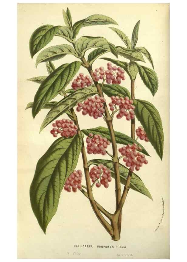 Reproducción/Reproduction 49587111358: Flore des serres et des jardins de l'Europe. A Gand :chez Louis van Houtte, eÌditeur,1845-1880.. 