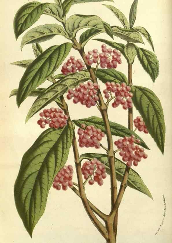 Reproducción/Reproduction 49587111358: Flore des serres et des jardins de l'Europe. A Gand :chez Louis van Houtte, eÌditeur,1845-1880.. 