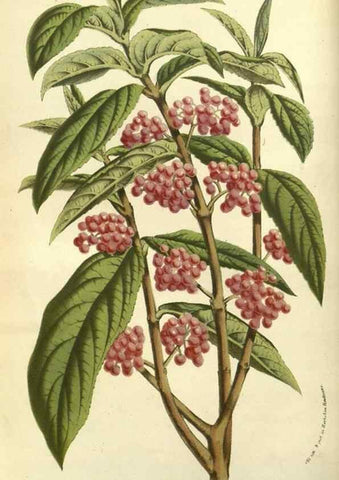 Reproducción/Reproduction 49587111358: Flore des serres et des jardins de l'Europe. A Gand :chez Louis van Houtte, eÌditeur,1845-1880.. 
