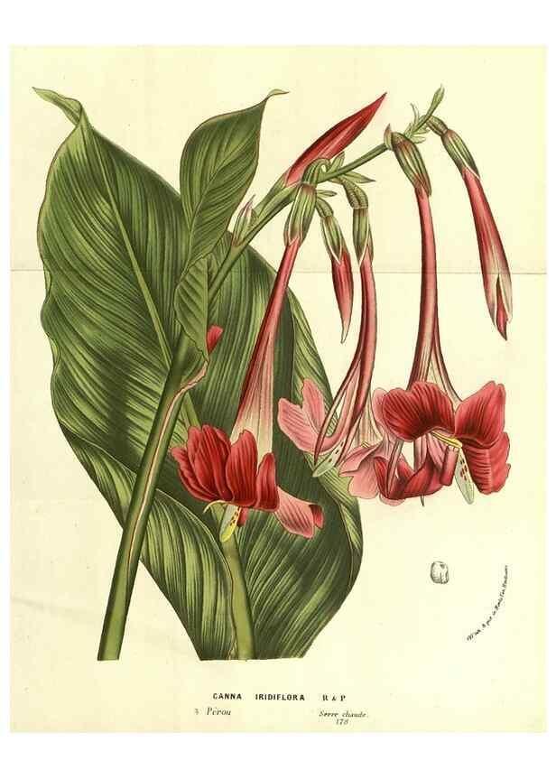 Reproducción/Reproduction 49587111508: Flore des serres et des jardins de l'Europe. A Gand :chez Louis van Houtte, eÌditeur,1845-1880.. 