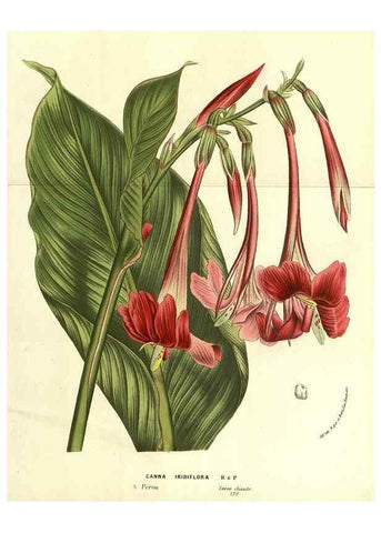 Reproducción/Reproduction 49587111508: Flore des serres et des jardins de l'Europe. A Gand :chez Louis van Houtte, eÌditeur,1845-1880.. 