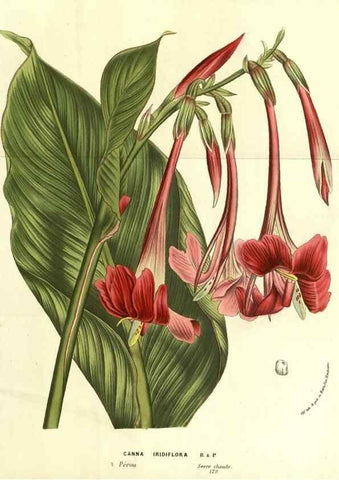 Reproducción/Reproduction 49587111508: Flore des serres et des jardins de l'Europe. A Gand :chez Louis van Houtte, eÌditeur,1845-1880.. 