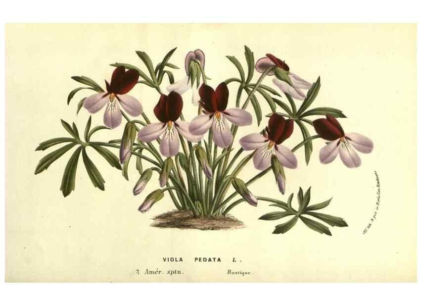 Reproducción/Reproduction 49587606076: Flore des serres et des jardins de l'Europe. A Gand :chez Louis van Houtte, eÌditeur,1845-1880.. 