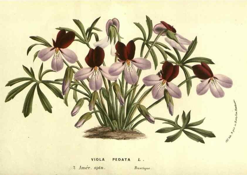 Reproducción/Reproduction 49587606076: Flore des serres et des jardins de l'Europe. A Gand :chez Louis van Houtte, eÌditeur,1845-1880.. 