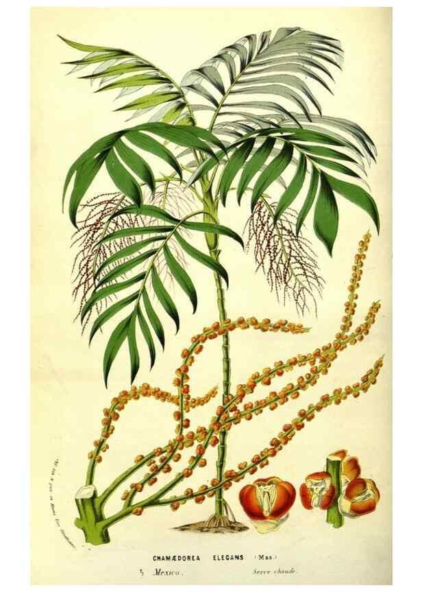 Reproducción/Reproduction 49587849882: Flore des serres et des jardins de l'Europe. A Gand :chez Louis van Houtte, eÌditeur,1845-1880.. 