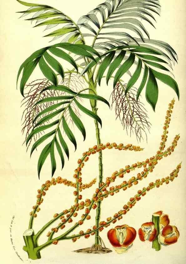 Reproducción/Reproduction 49587849882: Flore des serres et des jardins de l'Europe. A Gand :chez Louis van Houtte, eÌditeur,1845-1880.. 