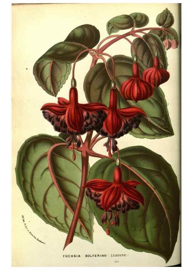 Reproducción/Reproduction 49587112163: Flore des serres et des jardins de l'Europe. A Gand :chez Louis van Houtte, eÌditeur,1845-1880.. 